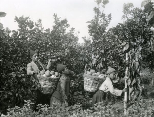 Khalil_Raad,_Orange_pickers